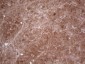 PPA2 (6W7) Mouse Monoclonal antibody